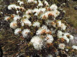 Image of Melaleuca squamea Labill.