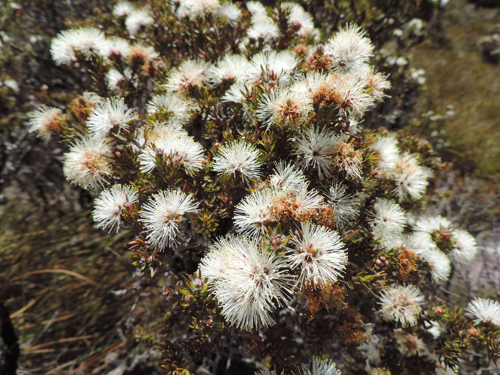 Imagem de Melaleuca squamea Labill.