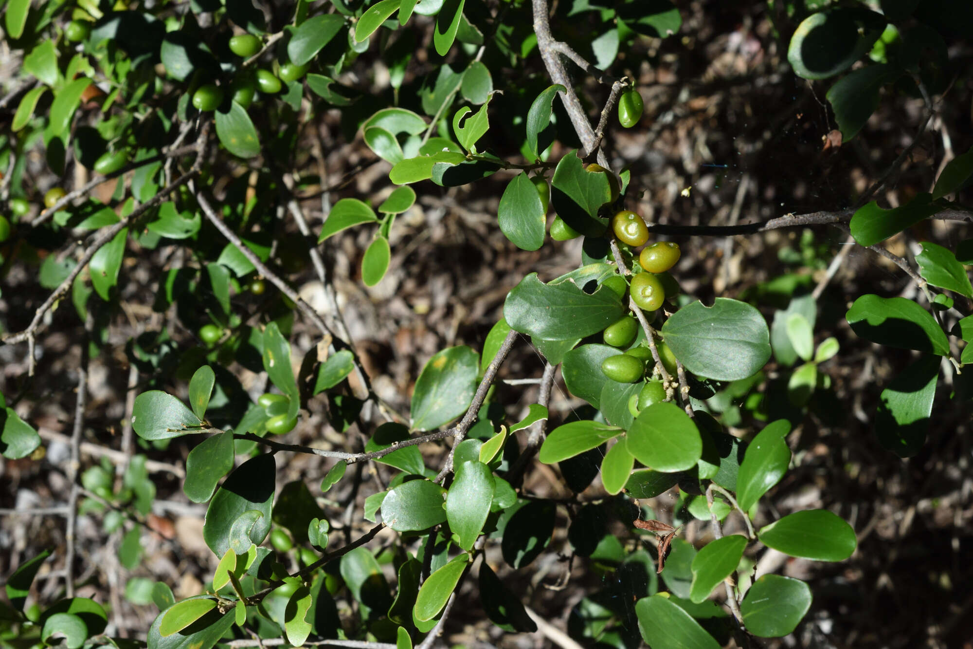 Image of Glossy sourberry