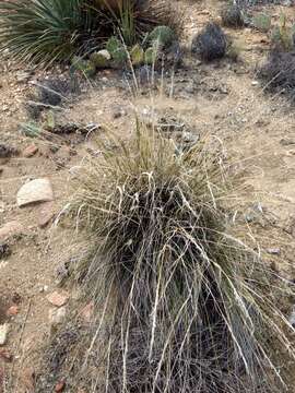 Image of desert needlegrass