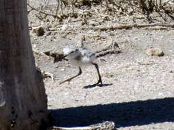 Image of Chestnut-banded Plover