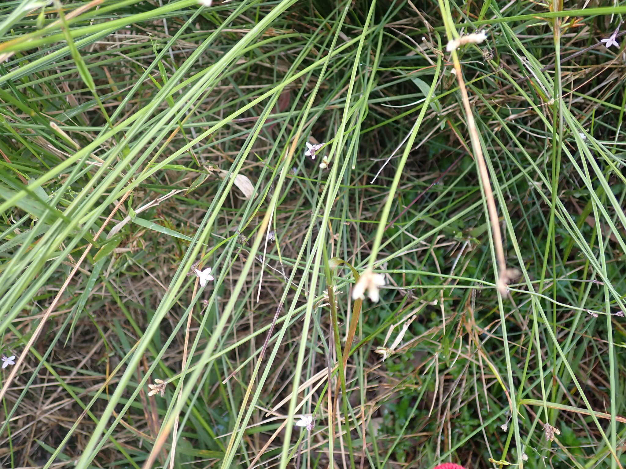 Imagem de Lobelia patula L. fil.