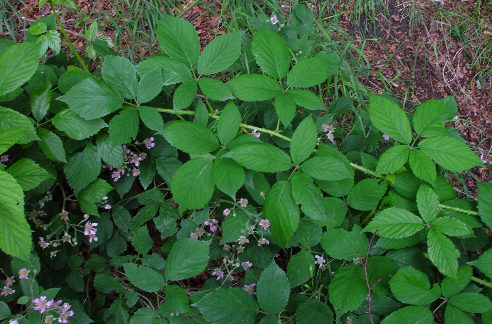 Image of Rubus sprengelii Weihe