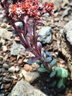 Image of Crassula natalensis Schönl.