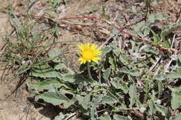 Image of Arctotis arctotoides (L. fil.) O. Hoffm.