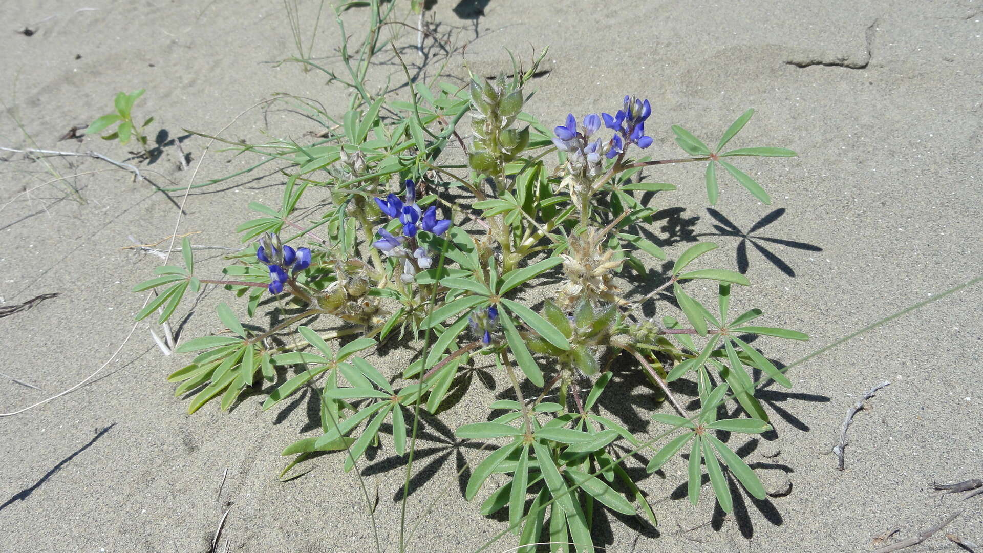 Image of rusty lupine