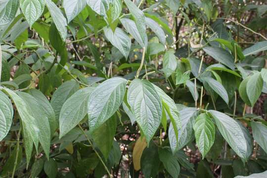 Image of Jamaican pepper