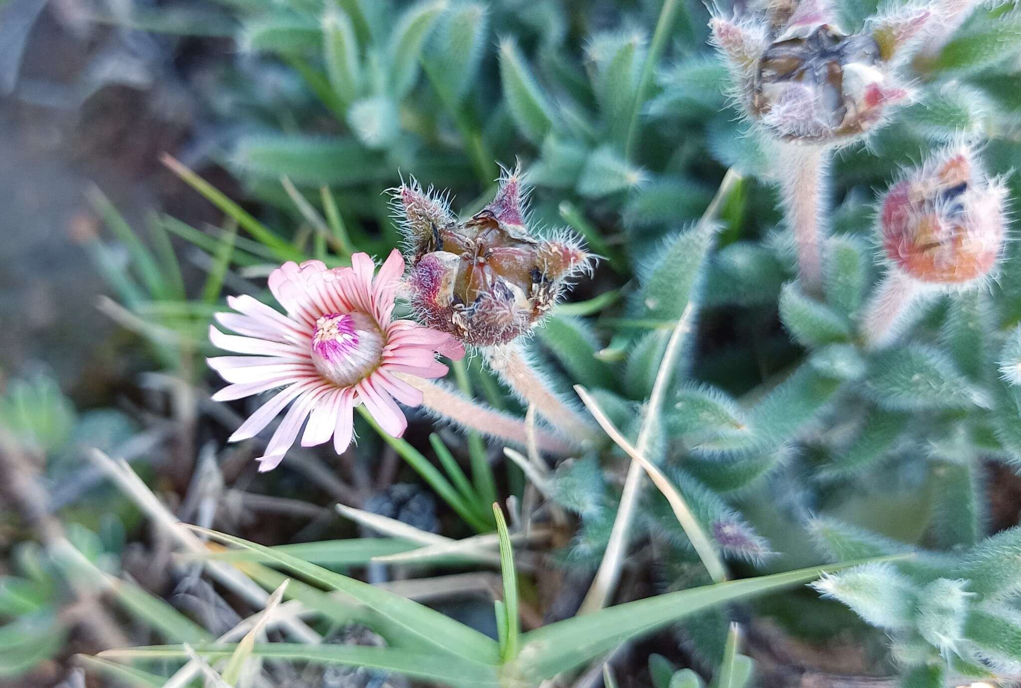 صورة Trichodiadema strumosum (Haw.) L. Bol.