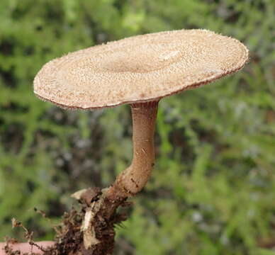 Image de Lentinus stuppeus Klotzsch 1833