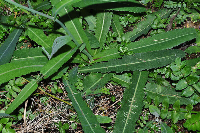 Image of Sonchus maritimus L.