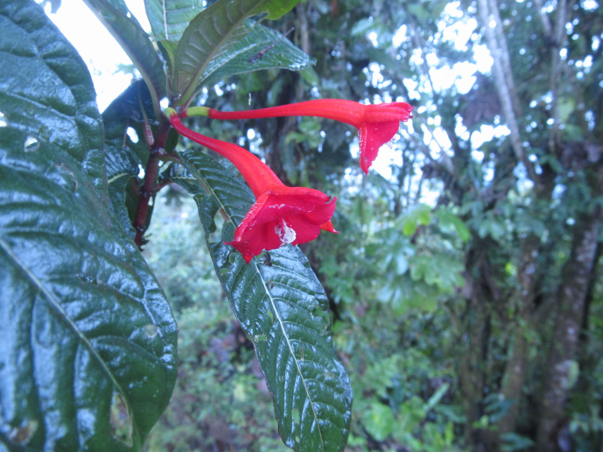 Plancia ëd Fuchsia macrostigma Benth.