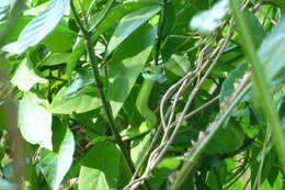 Image of Green Parrot Snake