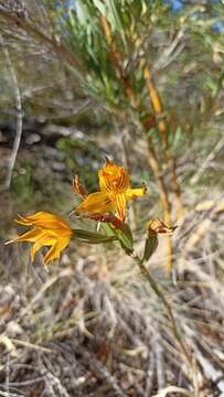 Image of Chloraea nudilabia Poepp.