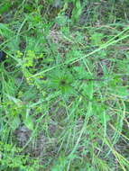 Image of Carlina biebersteinii subsp. brevibracteata (Andrae) K. Werner