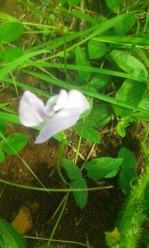 Image of blackeyed pea