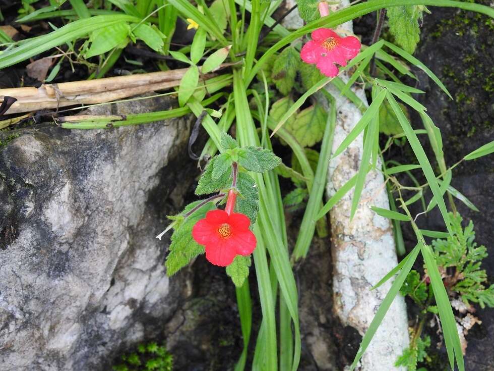 Image of Achimenes erecta (Lam.) H. P. Fuchs