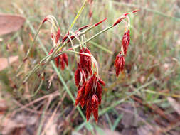 Image of Hypolaena fastigiata R. Br.