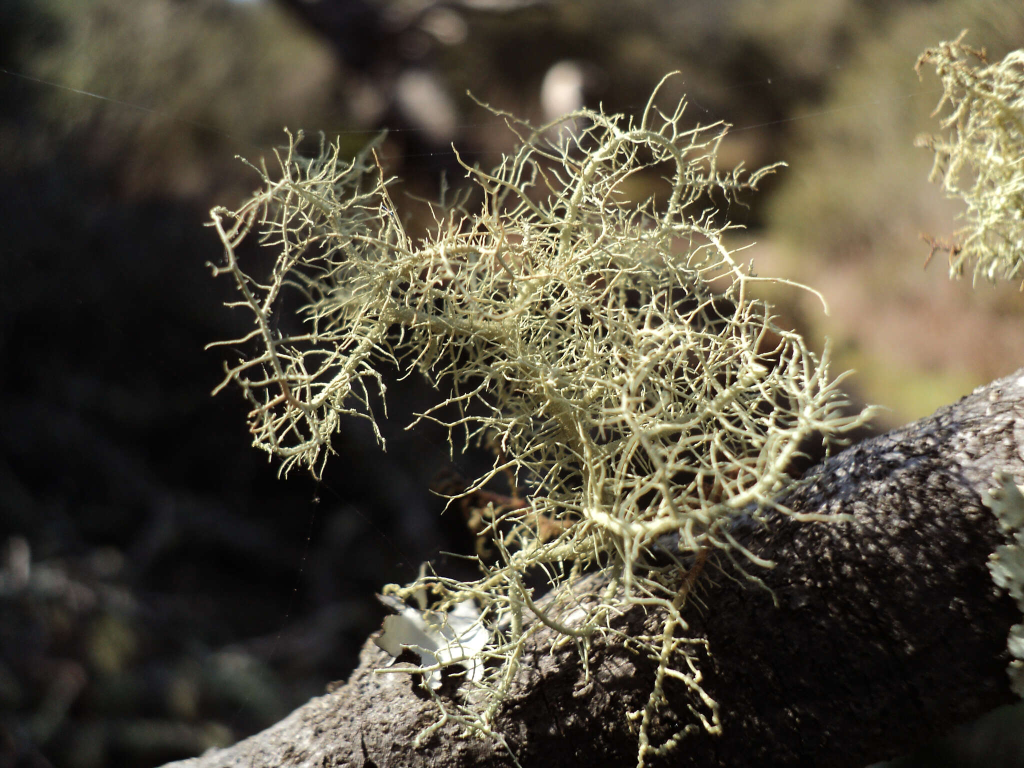 Image of Inflated Beard Lichen