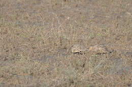 Image of Chestnut-bellied Sandgrouse