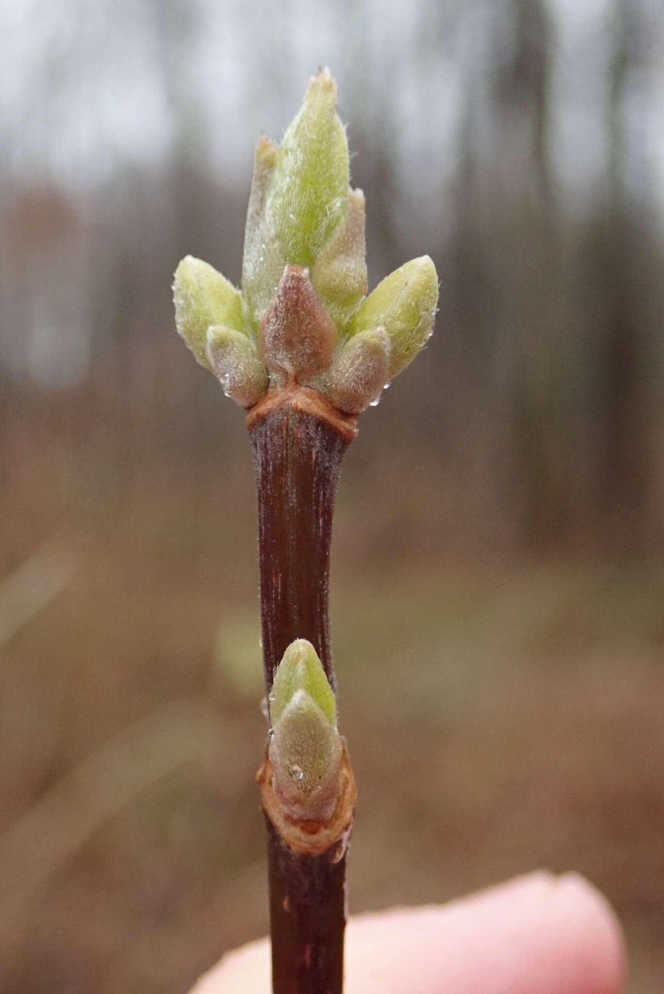 Acer negundo var. violaceum (G. Kirchn.) H. Jäger resmi