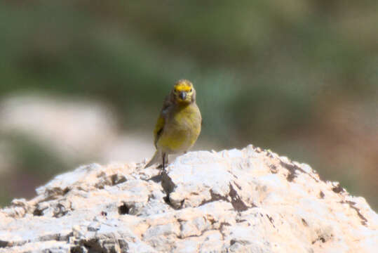 Image of Syrian Serin