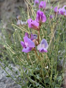 Image of Ackerman's milkvetch