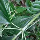 Image of Miconia cinnamomifolia (DC.) Naud.