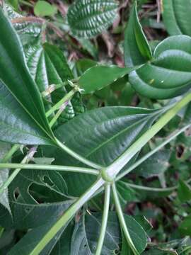 Miconia cinnamomifolia (DC.) Naud. resmi