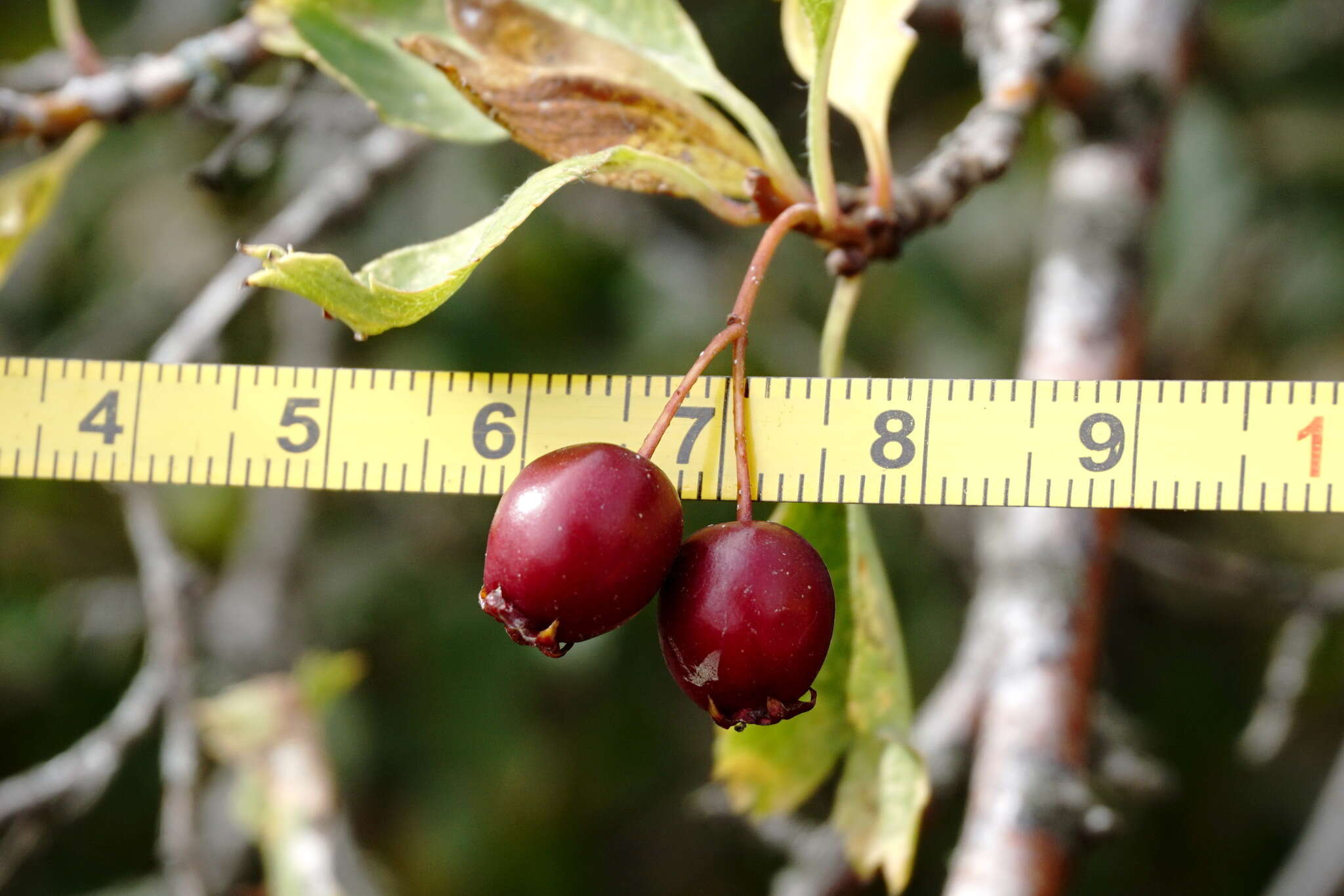 Image of Crataegus karadaghensis Pojark.