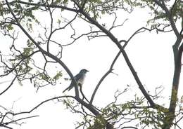 Image of Large Cuckoo-shrike