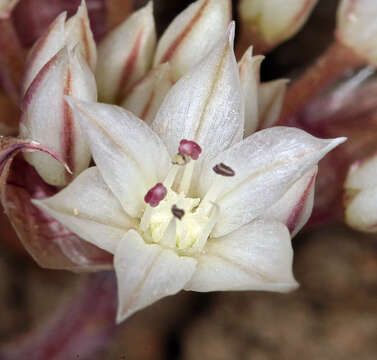 Image of darkred onion