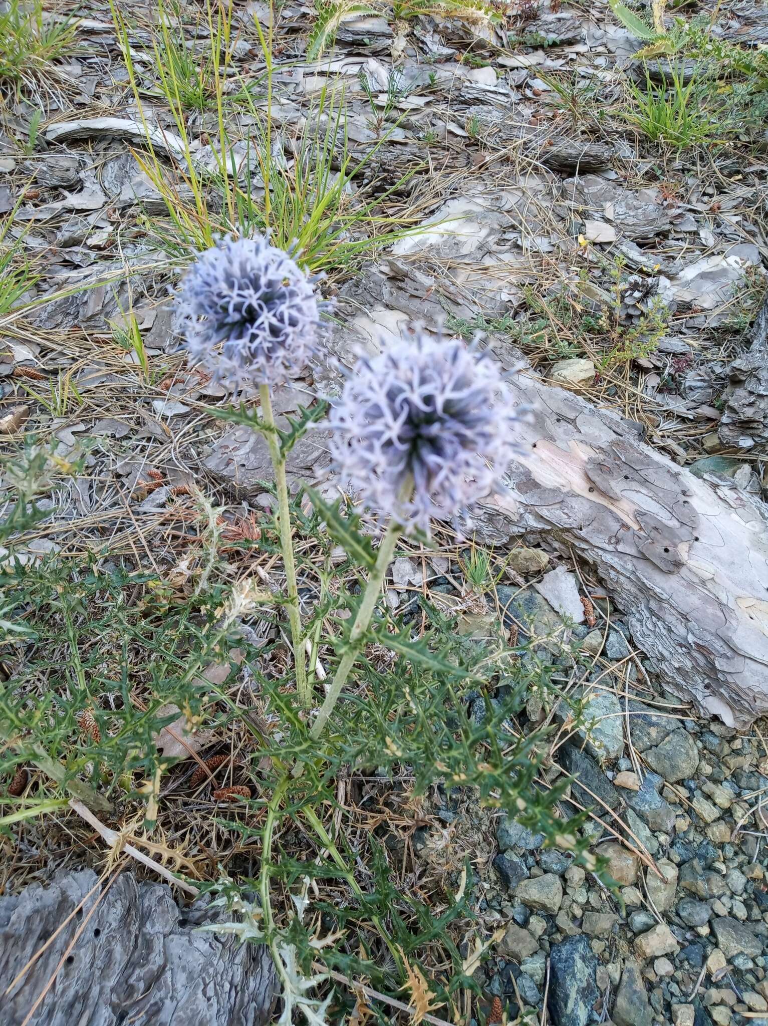 Image of Echinops ritro subsp. ritro