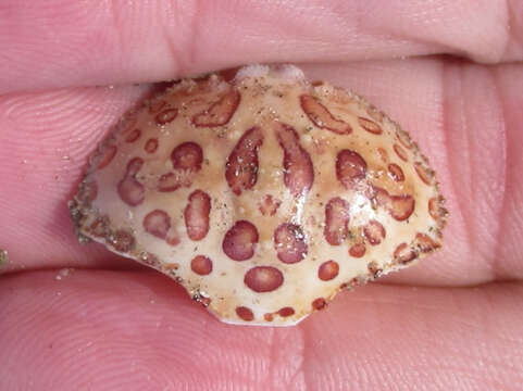 Image of Calico Crab