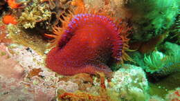 Image of Knobbly anemone