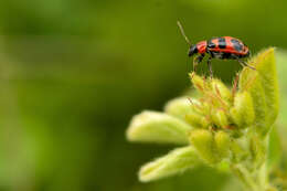 Sivun Cerotoma atrofasciata Jacoby 1879 kuva