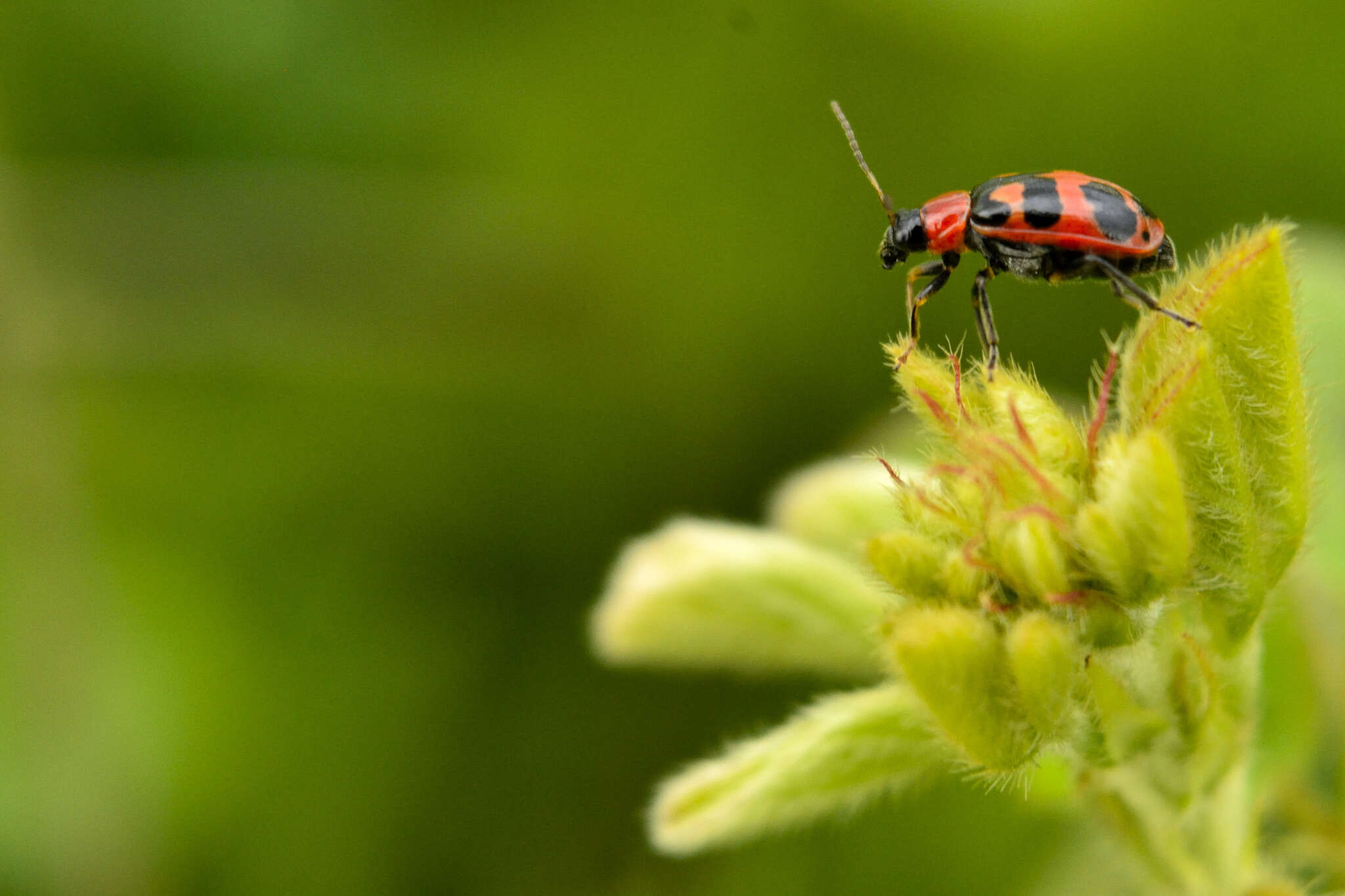 Sivun Cerotoma atrofasciata Jacoby 1879 kuva