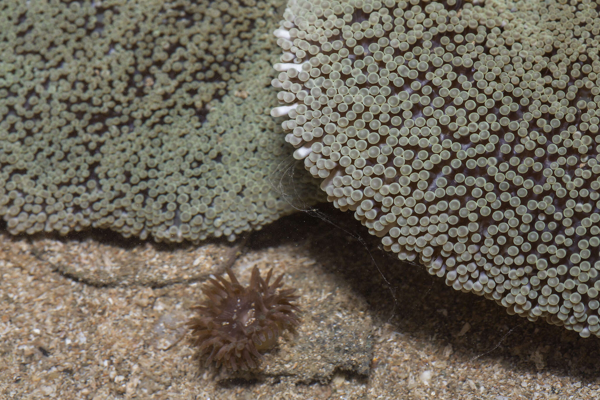 Image of Haddon's Carpet Anemone