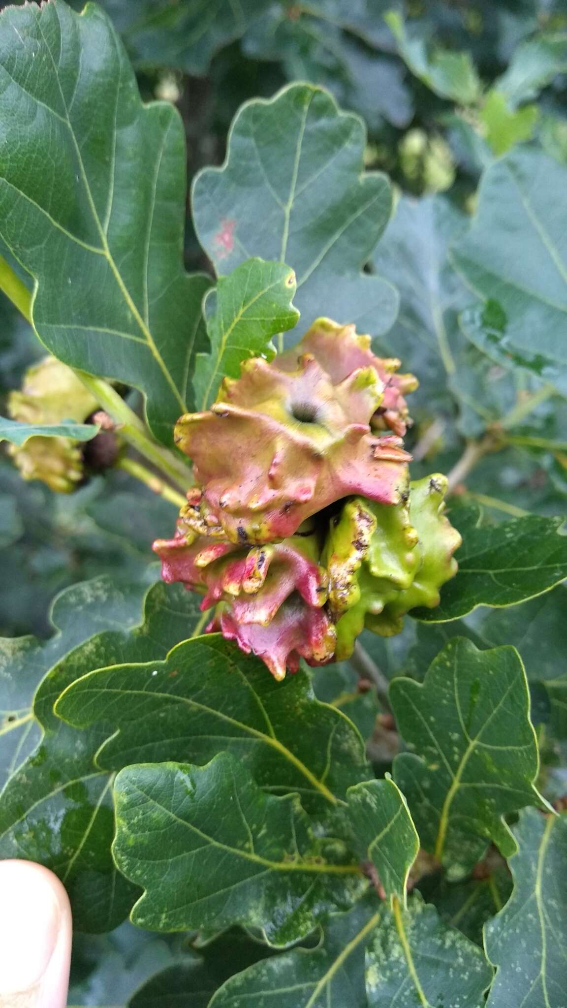 Image of Knopper gall wasp