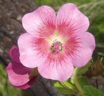 Image of Anisodontea scabrosa (L.) D. M. Bates