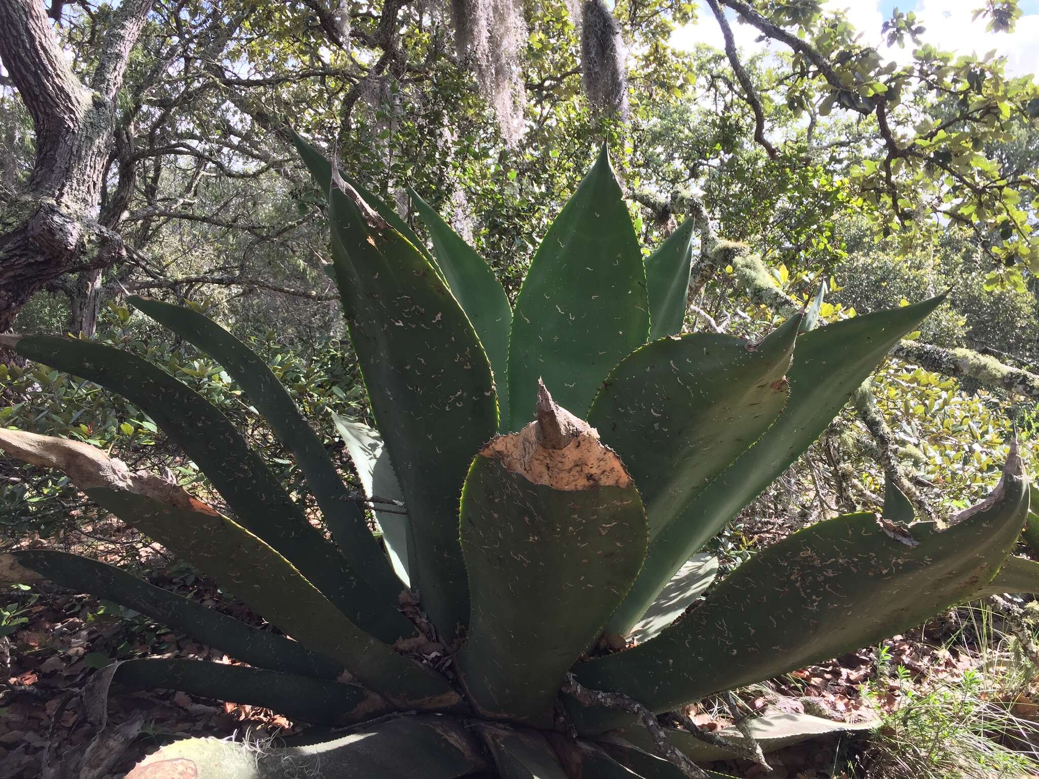 Image of Agave scaposa Gentry