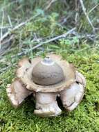 Image of Collared Earthstar