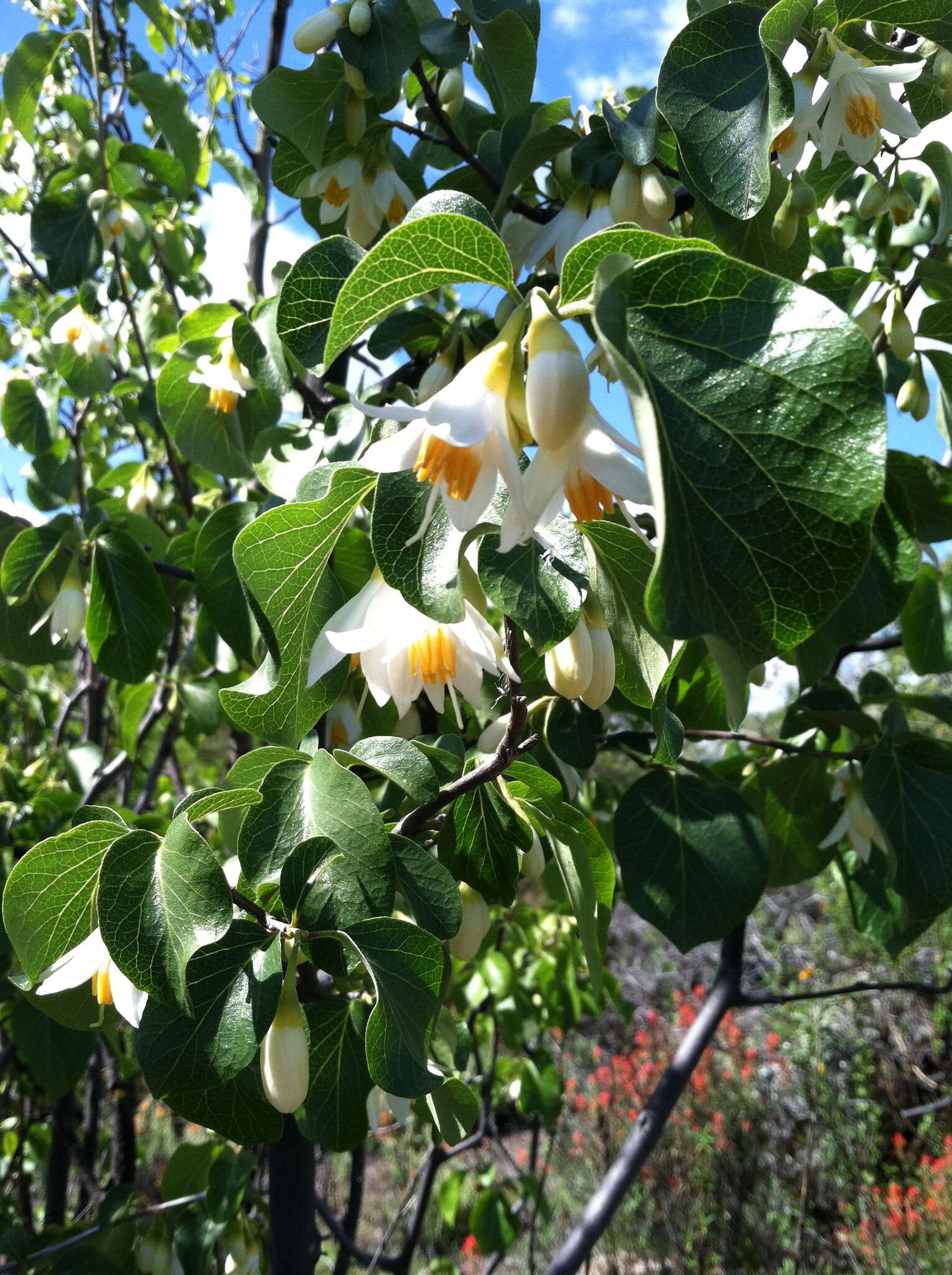 Plancia ëd Styrax redivivus (Torr.) Wheeler