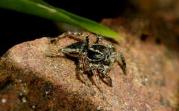 Image of Stenaelurillus albus Sebastian, Sankaran, Malamel & Joseph 2015