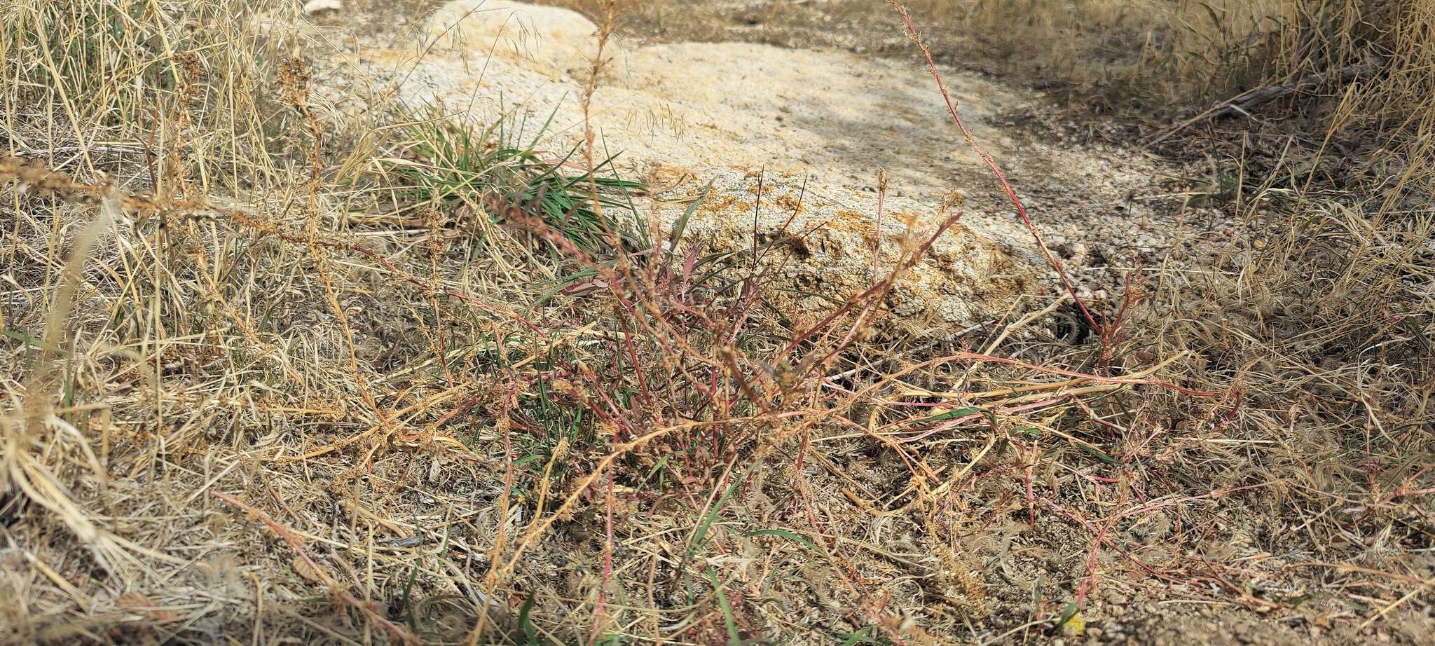 Image of Torrey's amaranthus