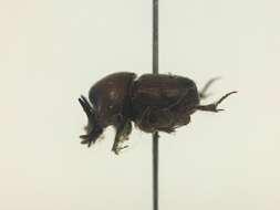 Image de Onthophagus striatulus (Palisot de Beauvois 1809)