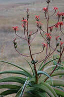 صورة Aloe vaombe Decorse & Poiss.