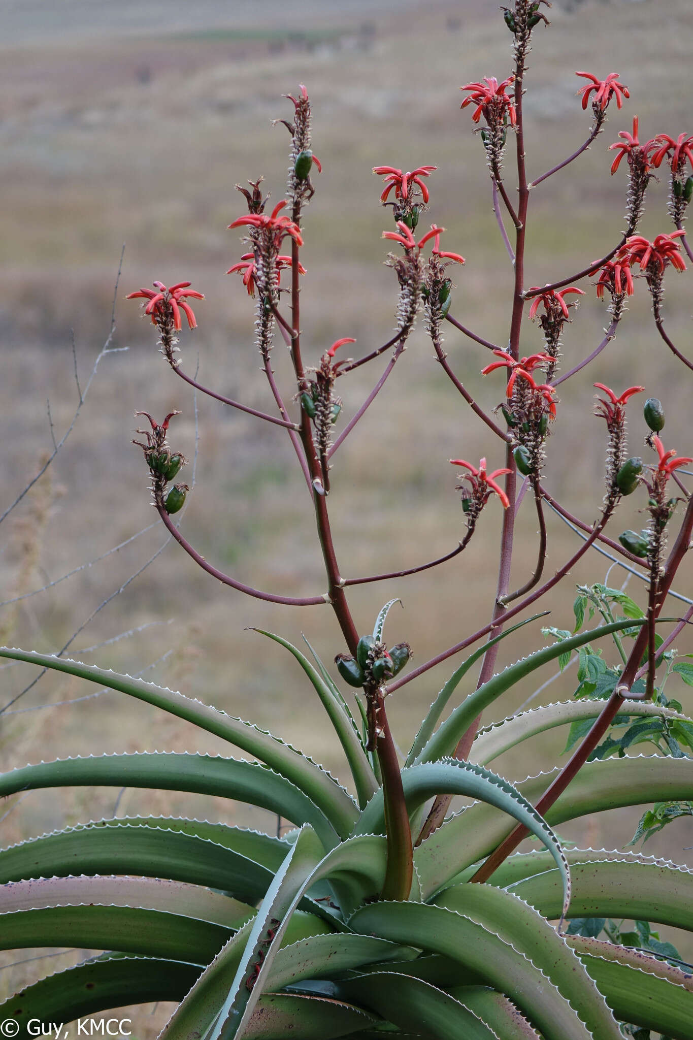 صورة Aloe vaombe Decorse & Poiss.