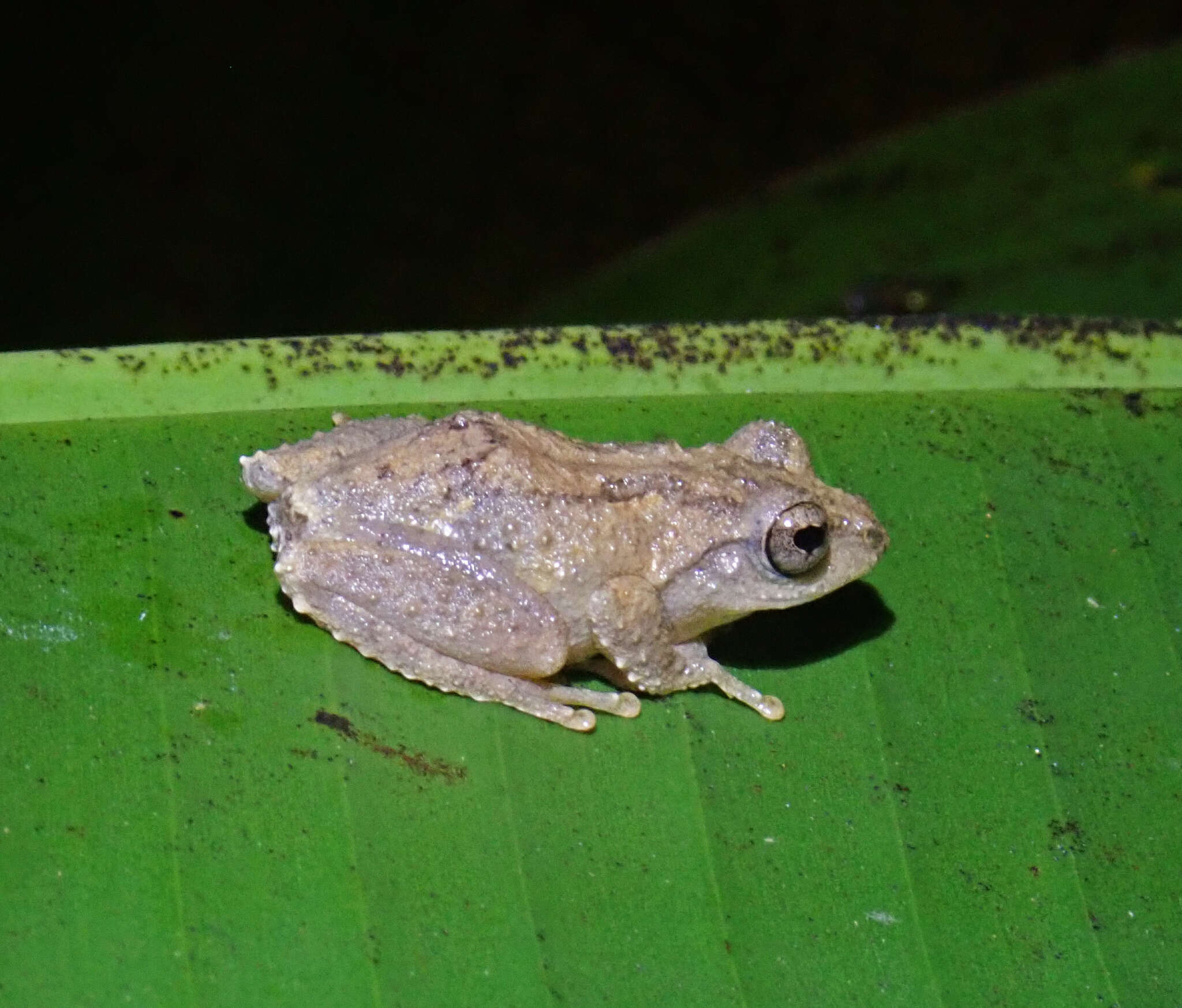 Слика од Kurixalus idiootocus (Kuramoto & Wang 1987)