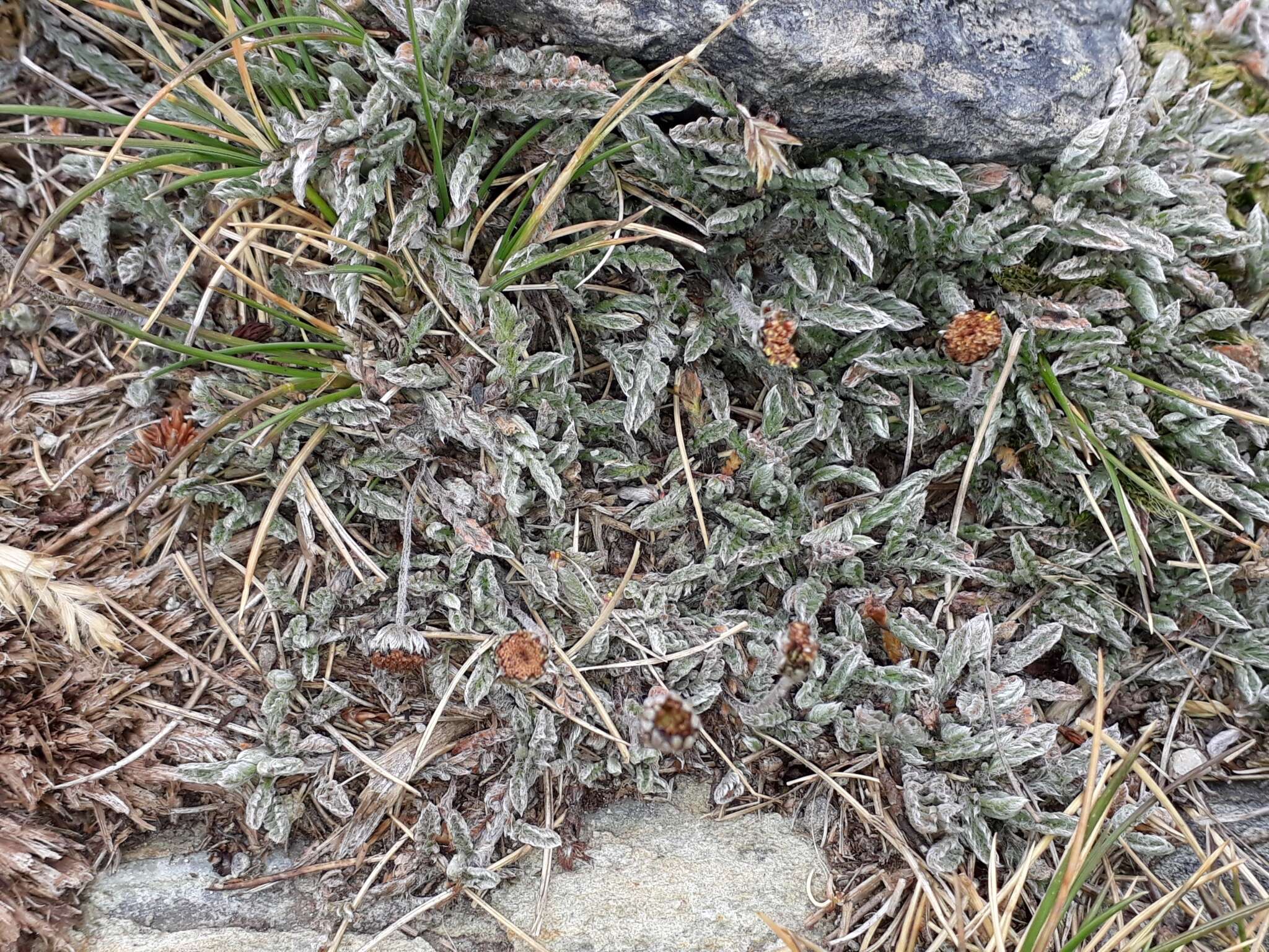 Image of Leptinella pectinata subsp. villosa (D. Lloyd) D. G. Lloyd & C. J. Webb