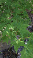 Image of Acer pictum C. P. Thunberg ex A. Murray